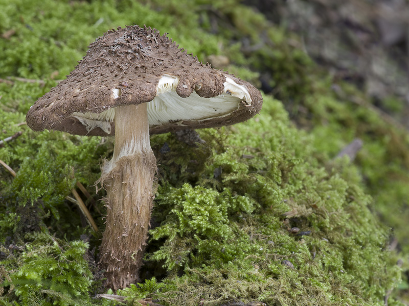 Echinoderma calcicola